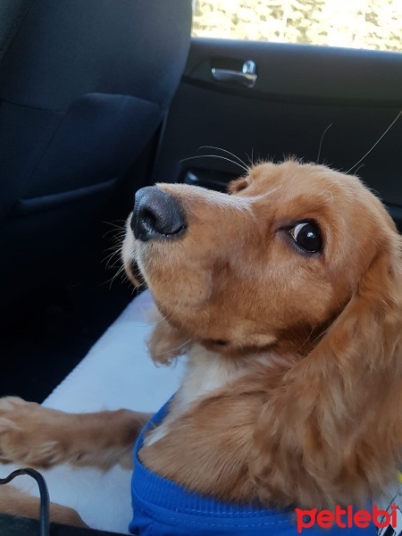 İngiliz Cocker Spaniel, Köpek  BADEM fotoğrafı