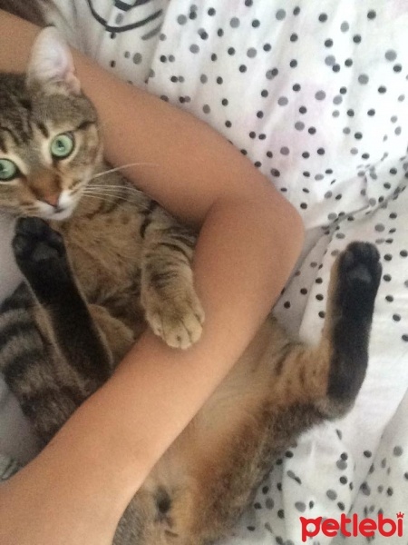 Tekir Kedi, Kedi  Boncuk fotoğrafı