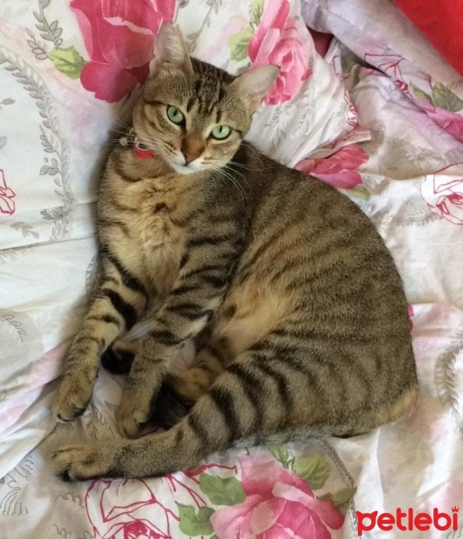 Tekir Kedi, Kedi  Boncuk fotoğrafı