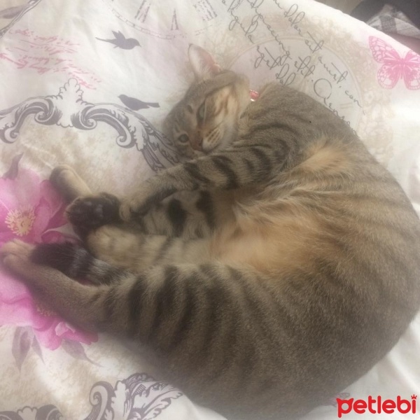 Tekir Kedi, Kedi  Boncuk fotoğrafı