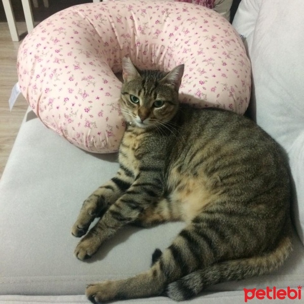 Tekir Kedi, Kedi  Boncuk fotoğrafı