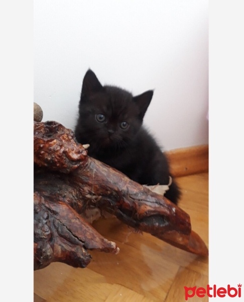 British Shorthair, Kedi  Zeytin fotoğrafı