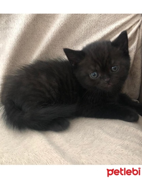 British Shorthair, Kedi  Zeytin fotoğrafı