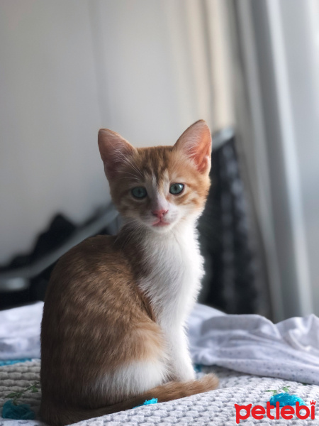 Tekir Kedi, Kedi  Tarçın fotoğrafı