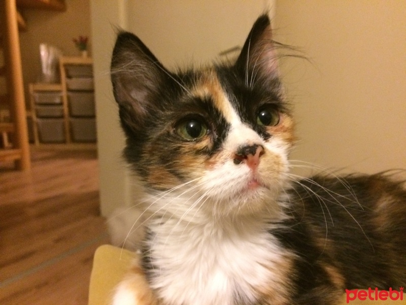 Tekir Kedi, Kedi  Bidil ve Bidik fotoğrafı