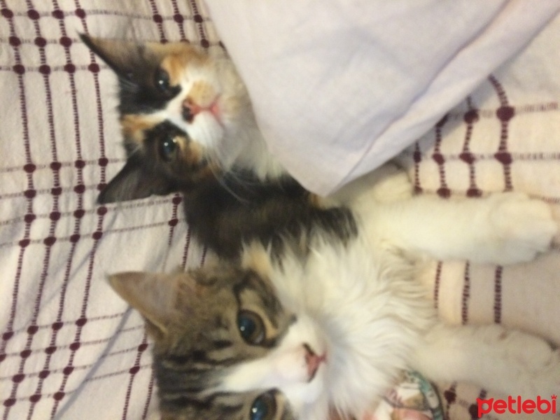 Tekir Kedi, Kedi  Bidil ve Bidik fotoğrafı