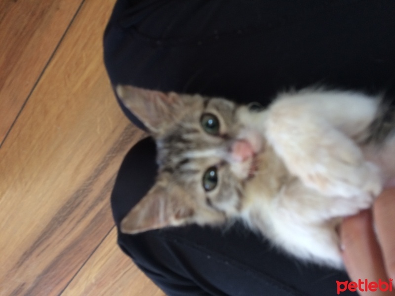 Tekir Kedi, Kedi  Günes fotoğrafı