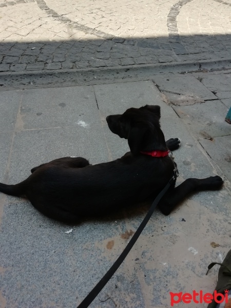 Labrador Retriever, Köpek  Sofia fotoğrafı