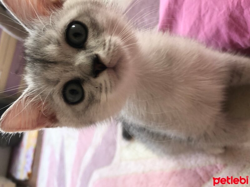 British Shorthair, Kedi  Zeus fotoğrafı