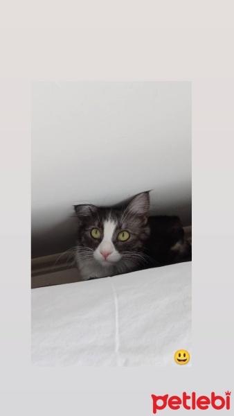 Tekir Kedi, Kedi  Şukufe fotoğrafı