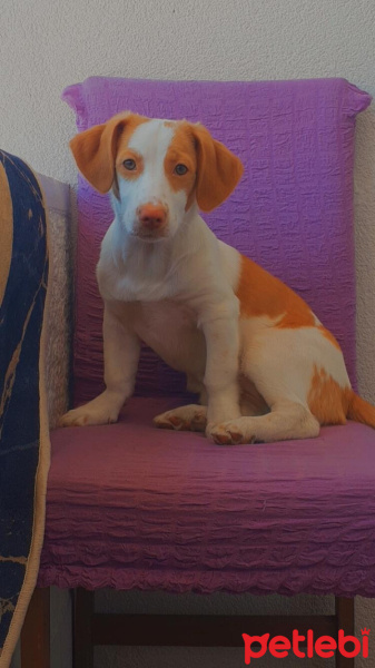 Dachshund (Sosis), Köpek  Maya fotoğrafı
