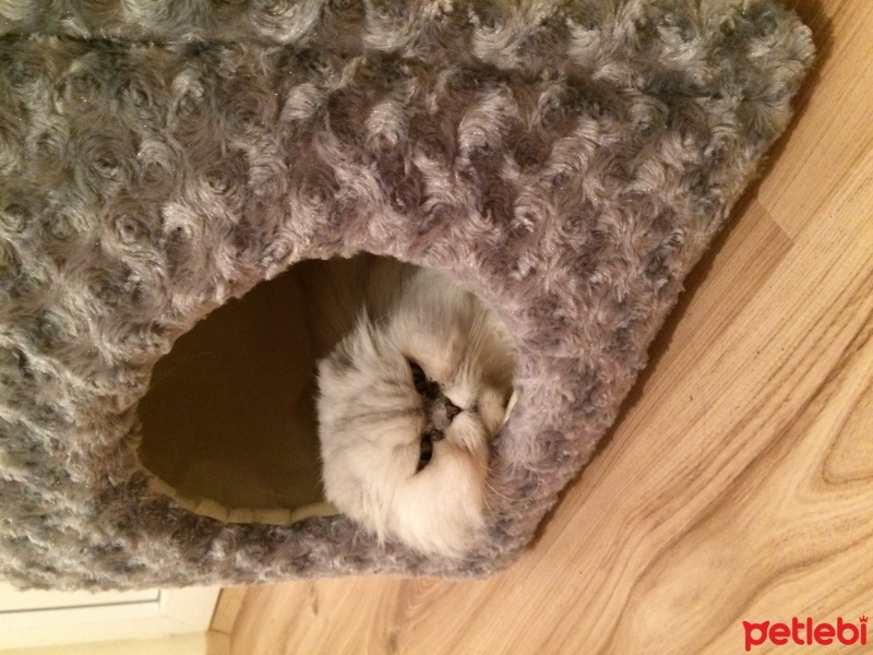 İran Kedisi (Persian), Kedi  Gümüs fotoğrafı