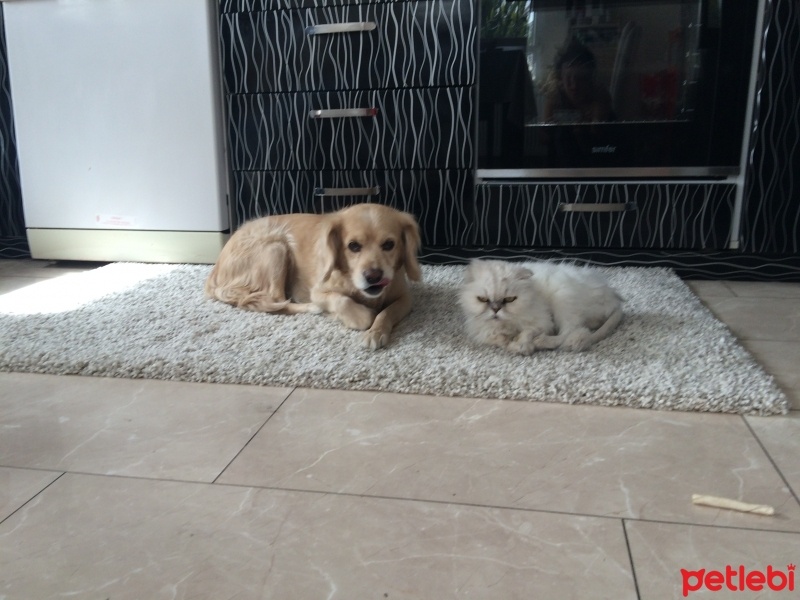İran Kedisi (Persian), Kedi  Gümüs fotoğrafı