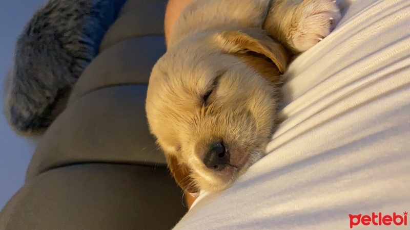 Golden Retriever, Köpek  Ada fotoğrafı