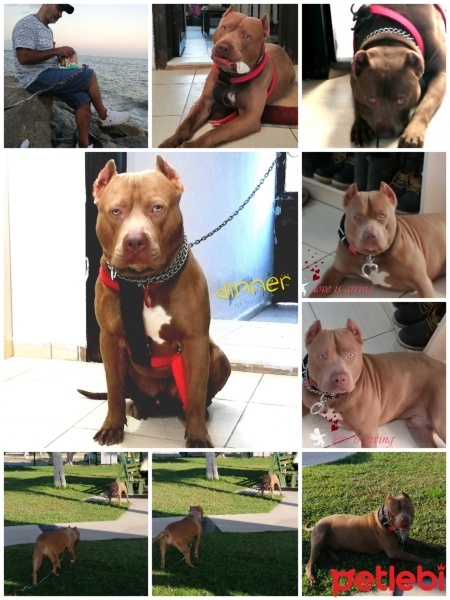 Amerikan Staffordshire Terrier, Köpek  Olaf - Oliver fotoğrafı