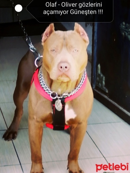 Amerikan Staffordshire Terrier, Köpek  Olaf - Oliver fotoğrafı