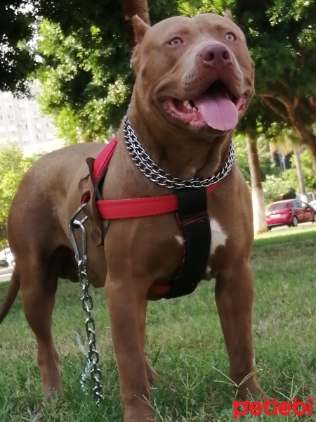 Amerikan Staffordshire Terrier, Köpek  Olaf - Oliver fotoğrafı