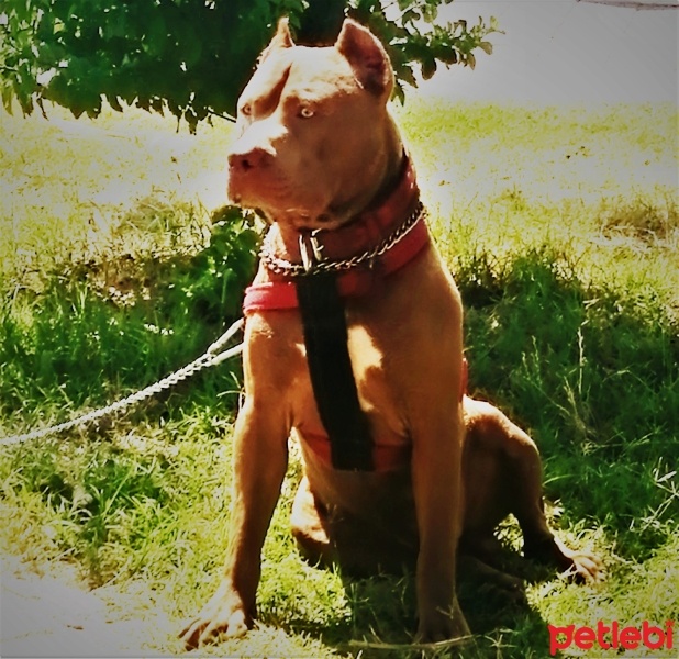 Amerikan Staffordshire Terrier, Köpek  Olaf - Oliver fotoğrafı