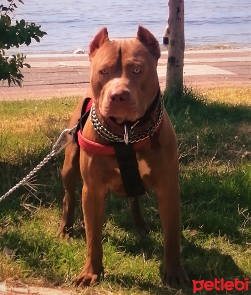 Amerikan Staffordshire Terrier, Köpek  Olaf - Oliver fotoğrafı