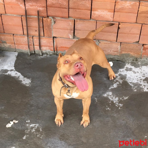 Amerikan Staffordshire Terrier, Köpek  Olaf - Oliver fotoğrafı