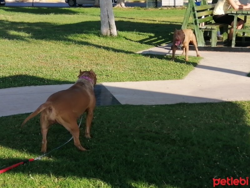 Amerikan Staffordshire Terrier, Köpek  Olaf - Oliver fotoğrafı