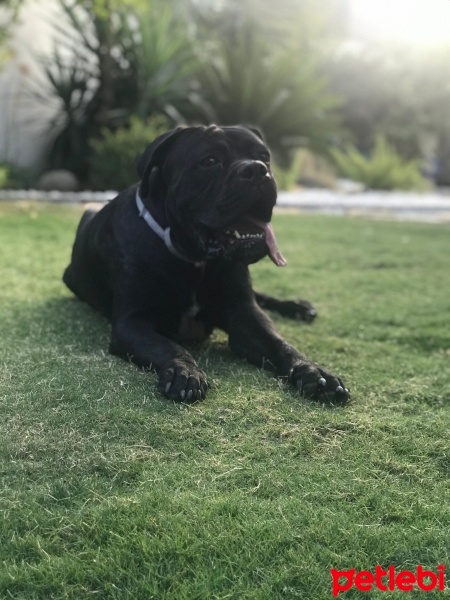 Cane Corso Italiano, Köpek  Laika fotoğrafı