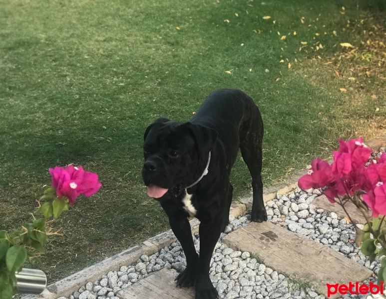Cane Corso Italiano, Köpek  Laika fotoğrafı