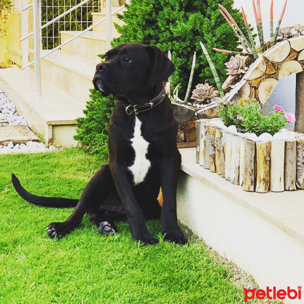 Cane Corso Italiano, Köpek  Laika fotoğrafı