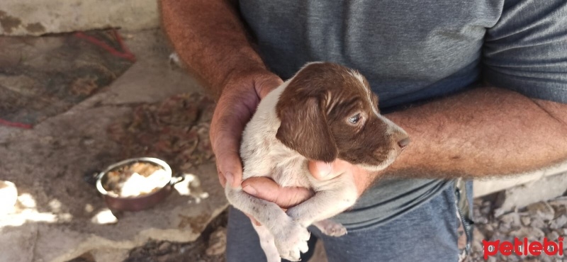 Pointer, Köpek  Safkan pointer fotoğrafı