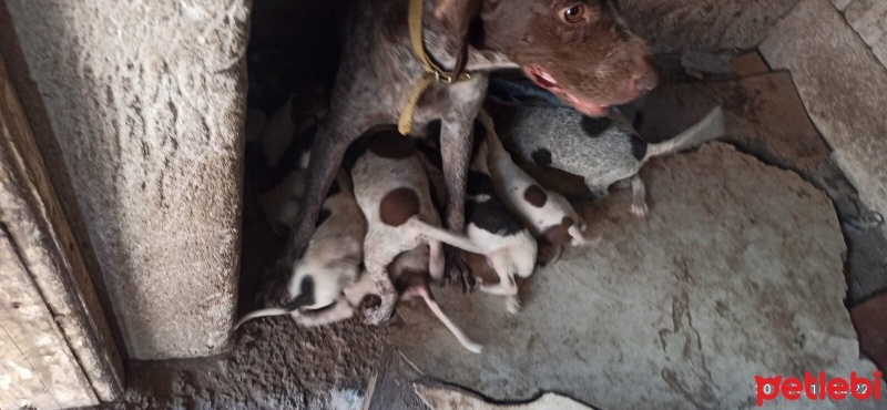 Pointer, Köpek  Safkan pointer fotoğrafı