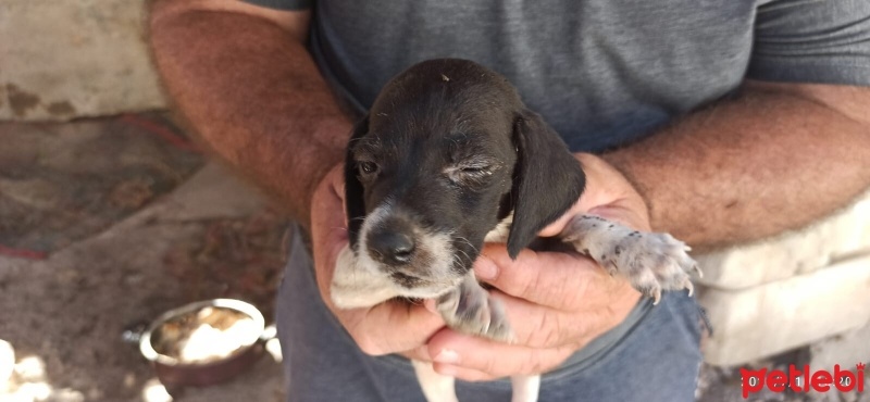 Pointer, Köpek  Safkan pointer fotoğrafı