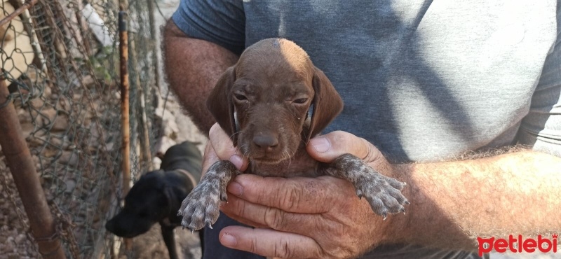 Pointer, Köpek  Safkan pointer fotoğrafı
