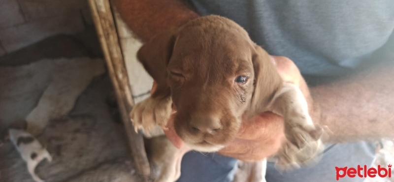 Pointer, Köpek  Safkan pointer fotoğrafı