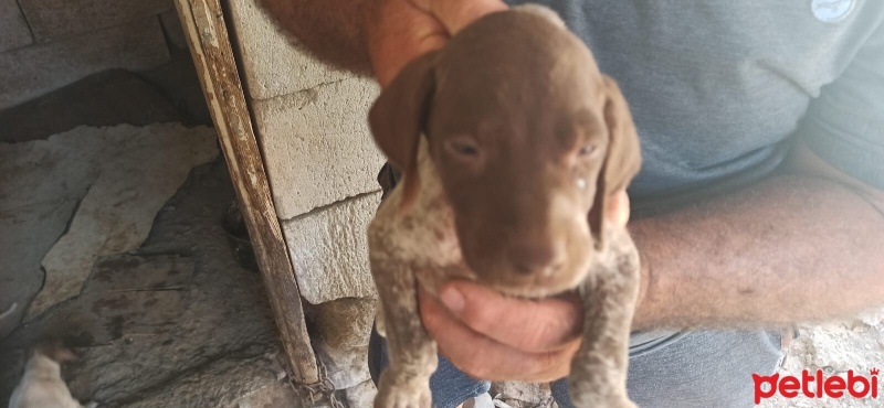 Pointer, Köpek  Safkan pointer fotoğrafı