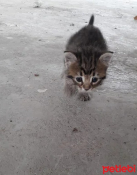 Tekir Kedi, Kedi  Miya fotoğrafı