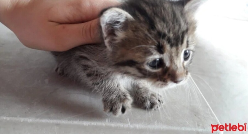 Tekir Kedi, Kedi  Miya fotoğrafı