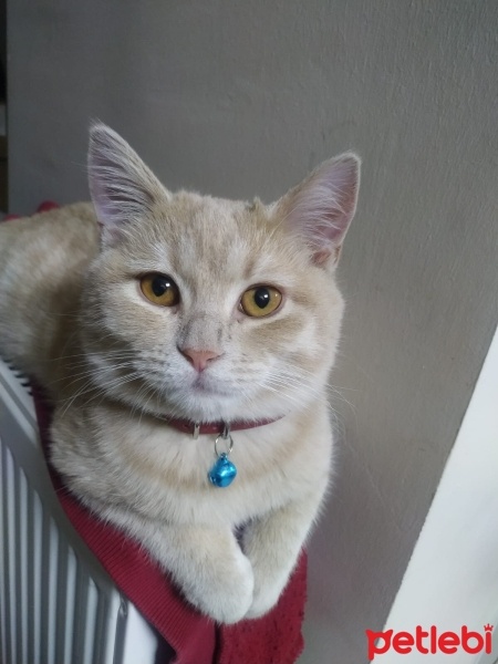 Scottish Fold, Kedi  Limon fotoğrafı