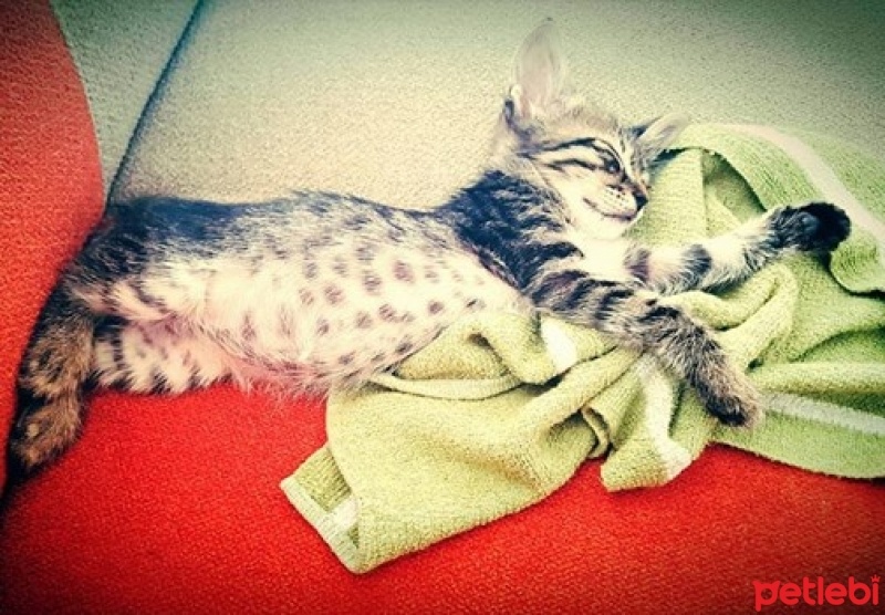 Tekir Kedi, Kedi  Şapşittin fotoğrafı