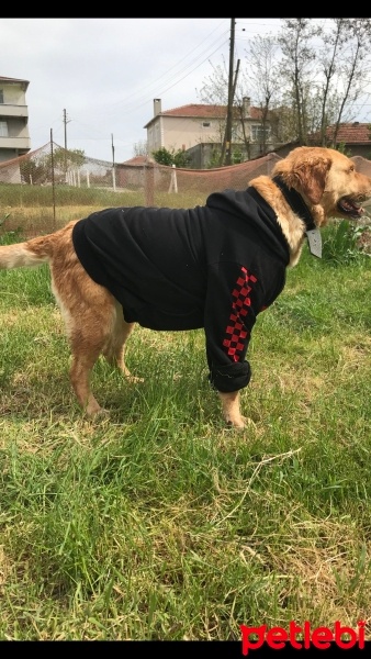 Labrador Retriever, Köpek  Bella fotoğrafı