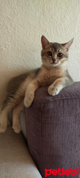 British Shorthair, Kedi  Bulut fotoğrafı