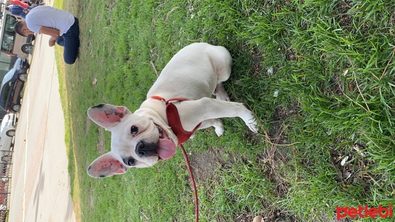 Fransız Bulldog, Köpek  Patron fotoğrafı