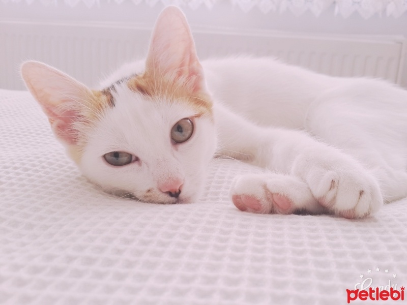 Tekir Kedi, Kedi  Pisikk fotoğrafı