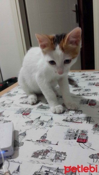 Tekir Kedi, Kedi  Pisikk fotoğrafı