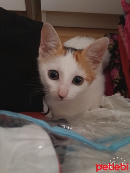 Tekir Kedi, Kedi  Pisikk fotoğrafı