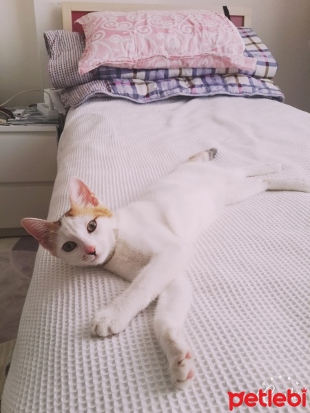 Tekir Kedi, Kedi  Pisikk fotoğrafı