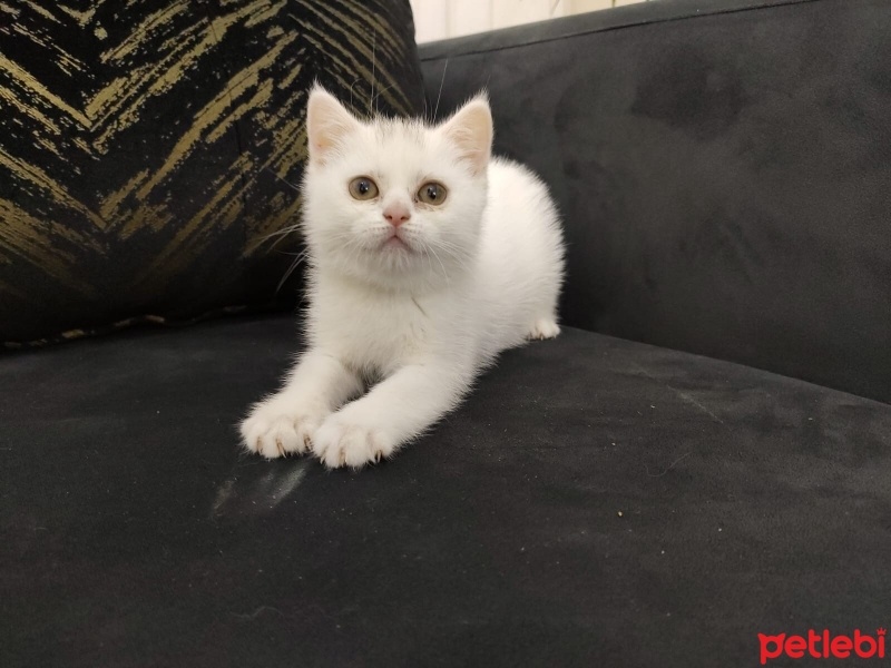 British Shorthair, Kedi  Hera fotoğrafı