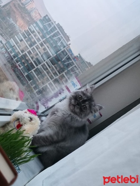 Chinchilla, Kedi  Duman fotoğrafı