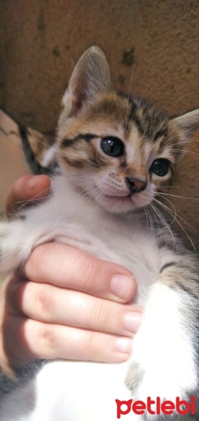 Tekir Kedi, Kedi  Tarçın fotoğrafı