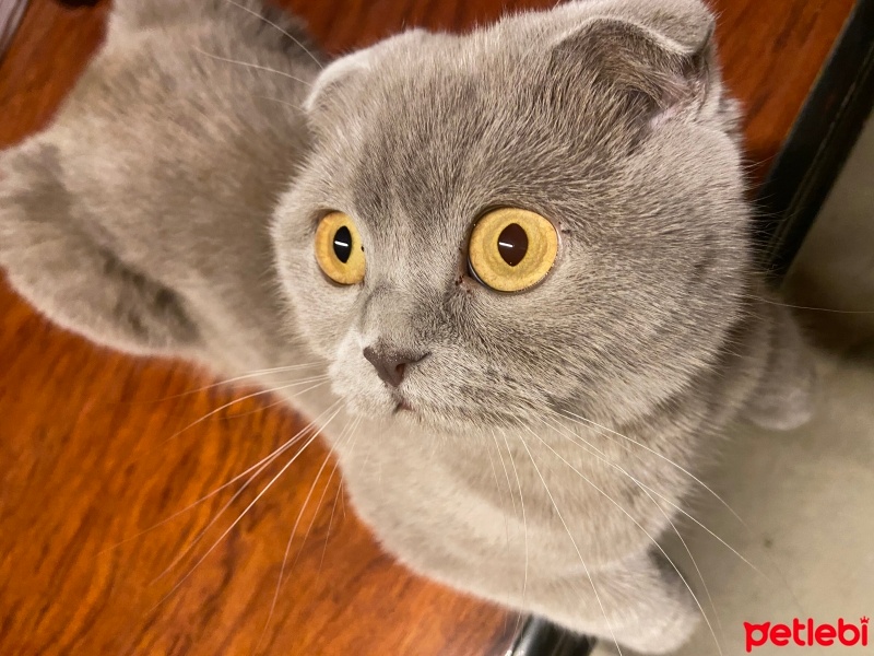 Scottish Fold, Kedi  Gümüş fotoğrafı