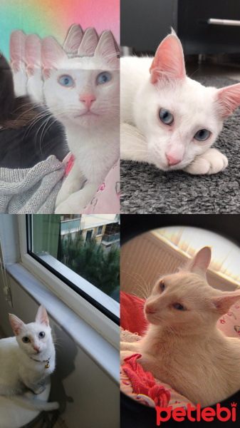 Van Kedisi, Kedi  Bulut fotoğrafı